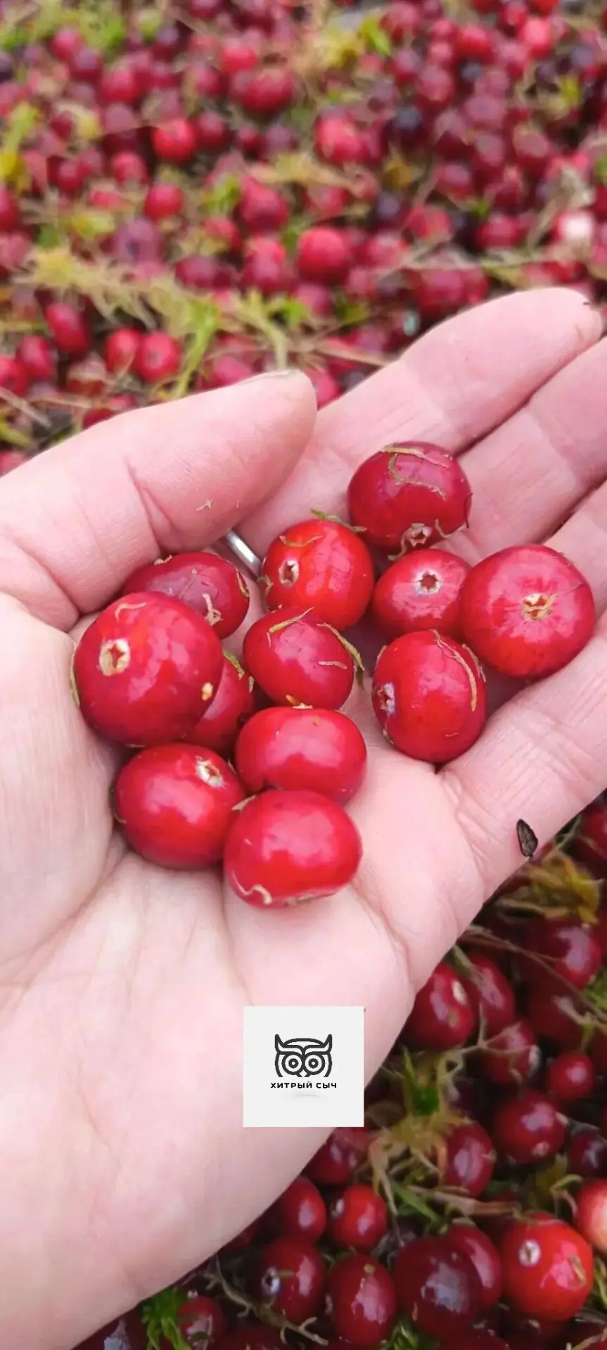 🍒 Крупная лесная клюква уже пошла! В Новодугино у частников появилась отборная ягода.