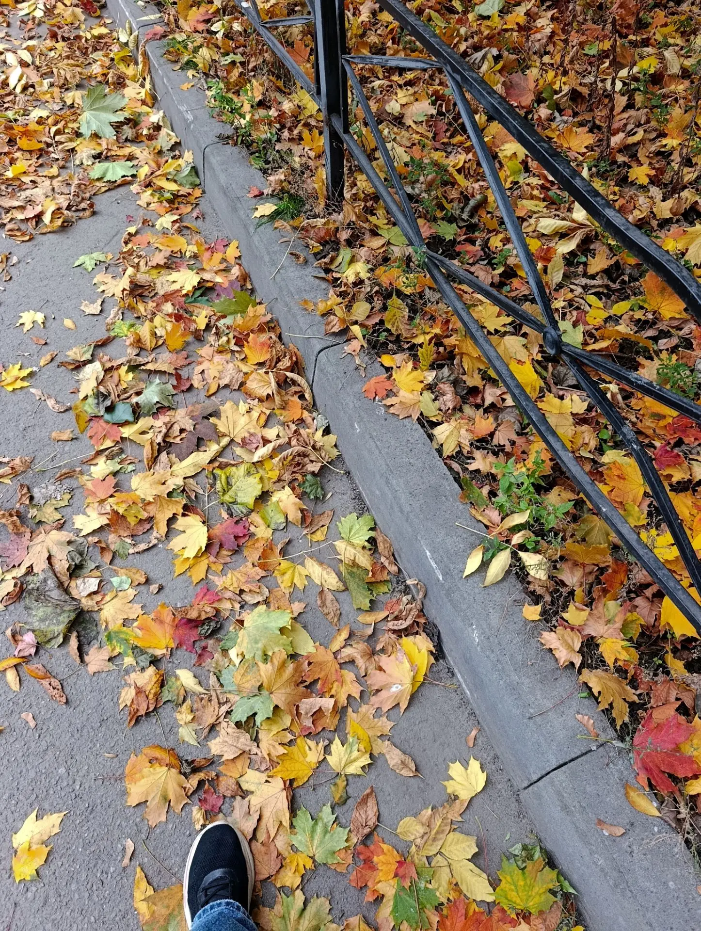 Красивая всё-таки осень🍂🍁