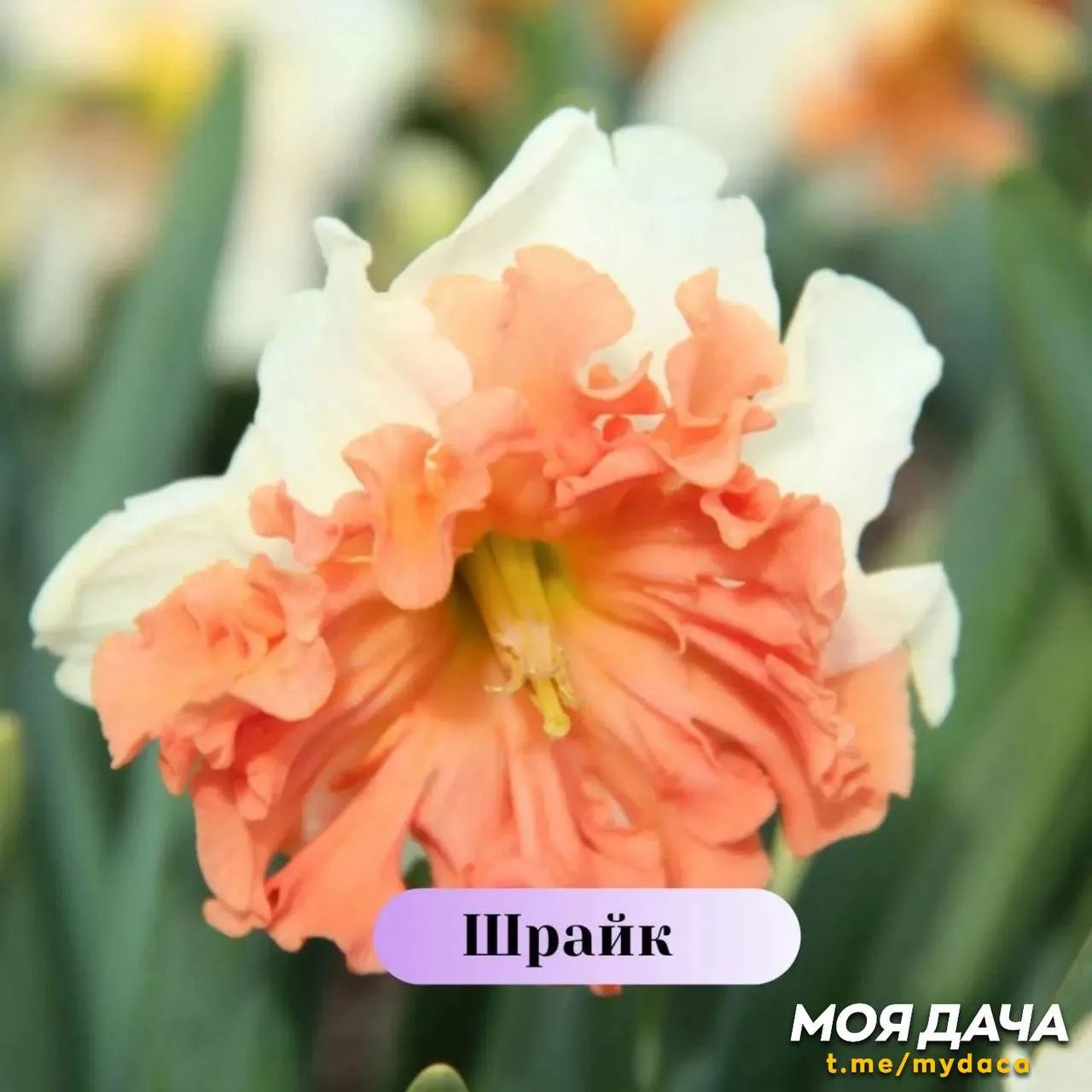 Нарциссы – первые вестники весны в вашем саду 🌼