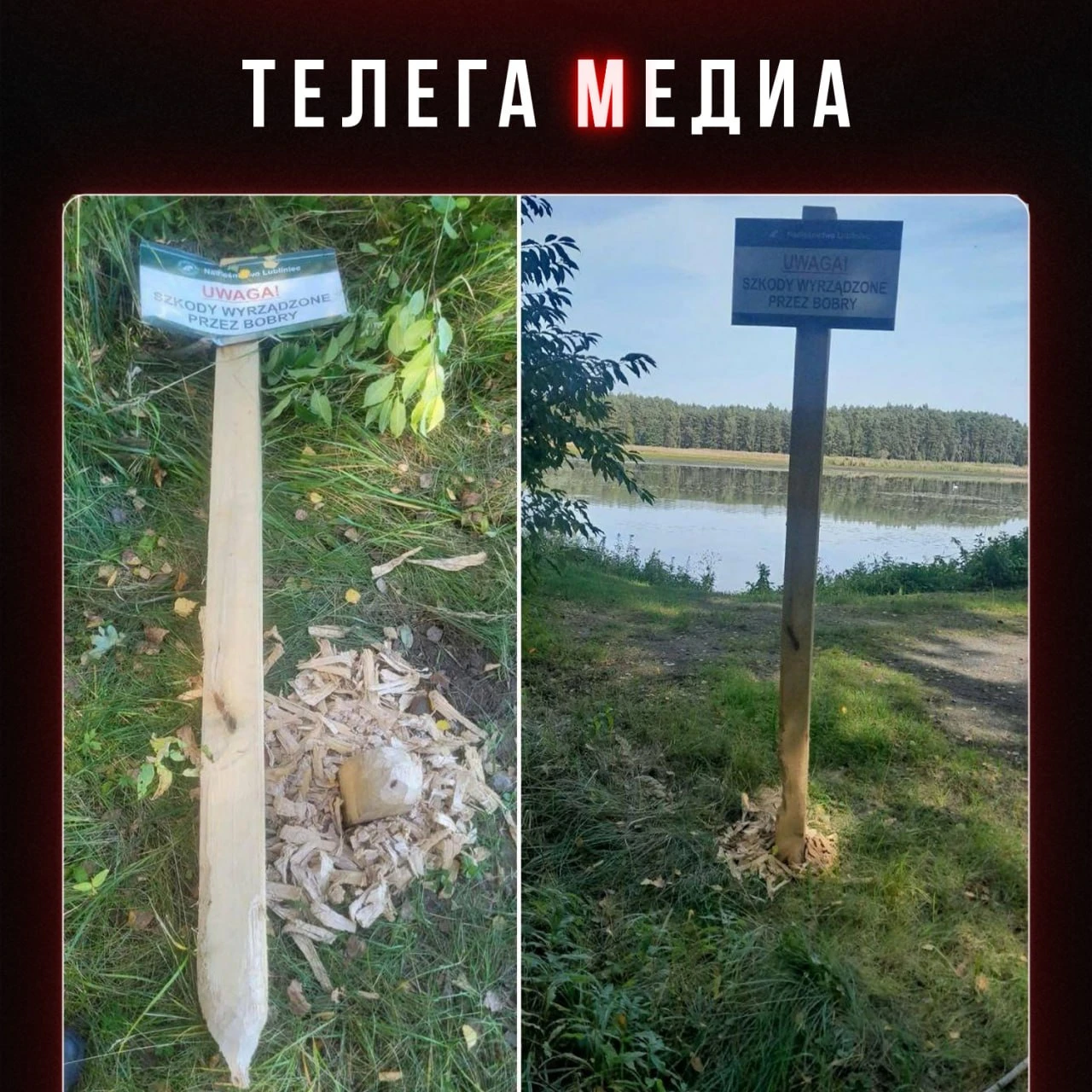 Бобр не курва, бобр — диверсант!