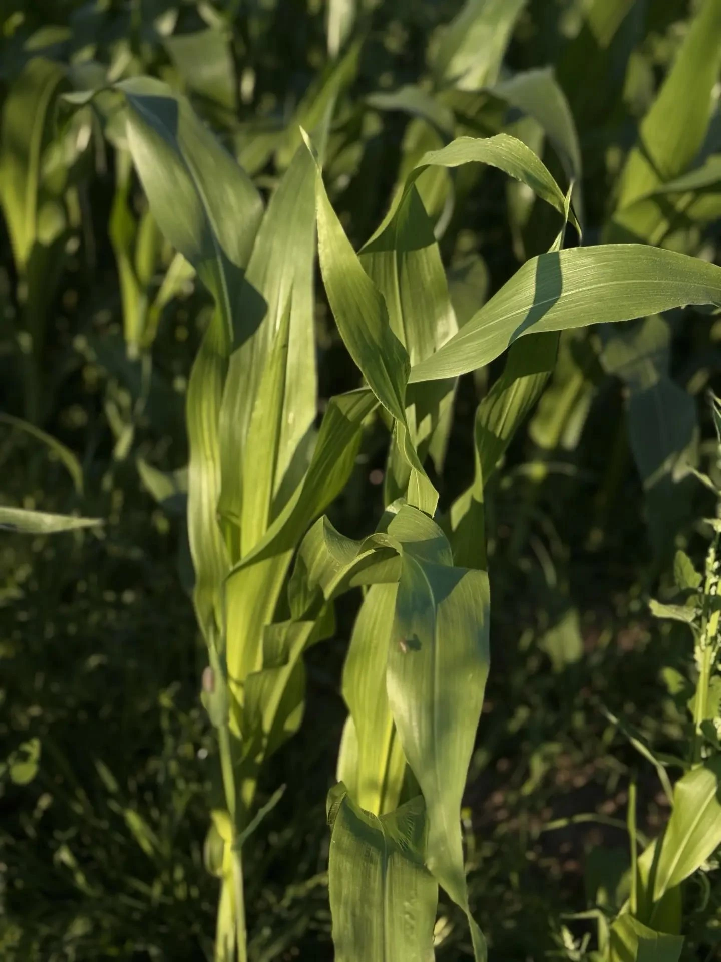 В Архангельской области увеличивают посевные площади под кукурузу 🌽