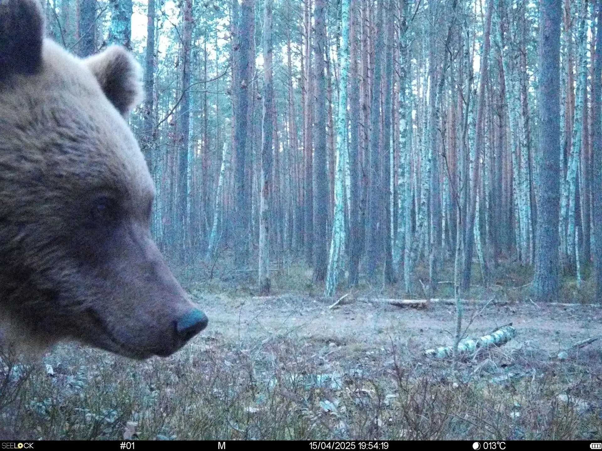 ❤️ Подборка животных с фотоловушки заповедника «Брянский лес»