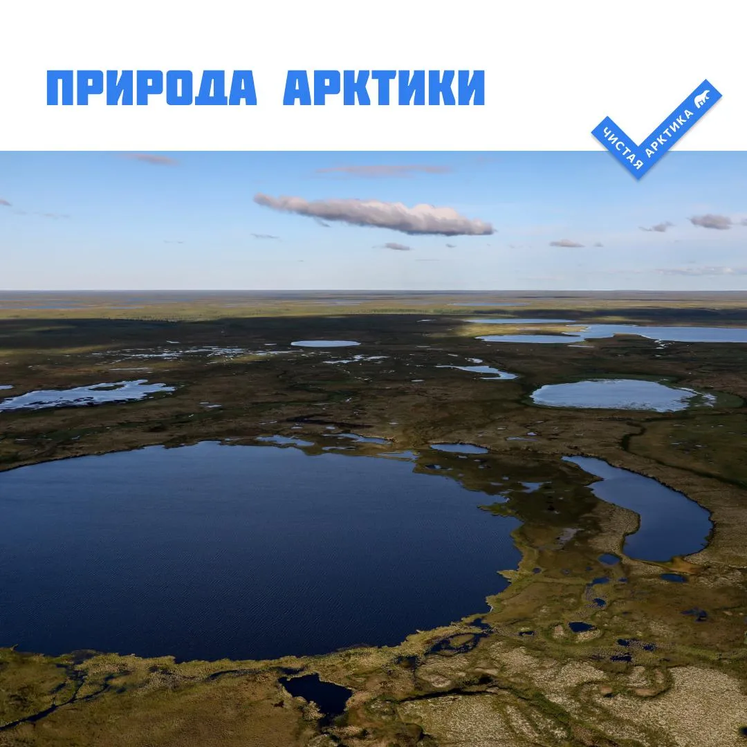 Откуда в тундре появляются озёра и почему они иногда исчезают?