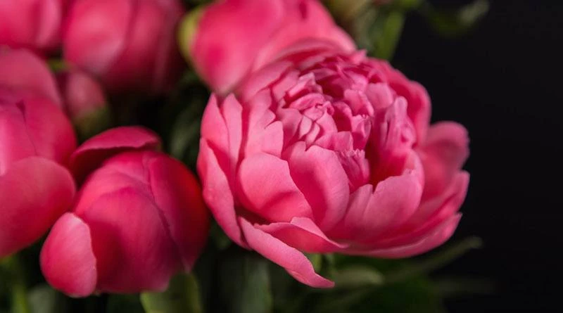 Улучшаем цветение пионов💐