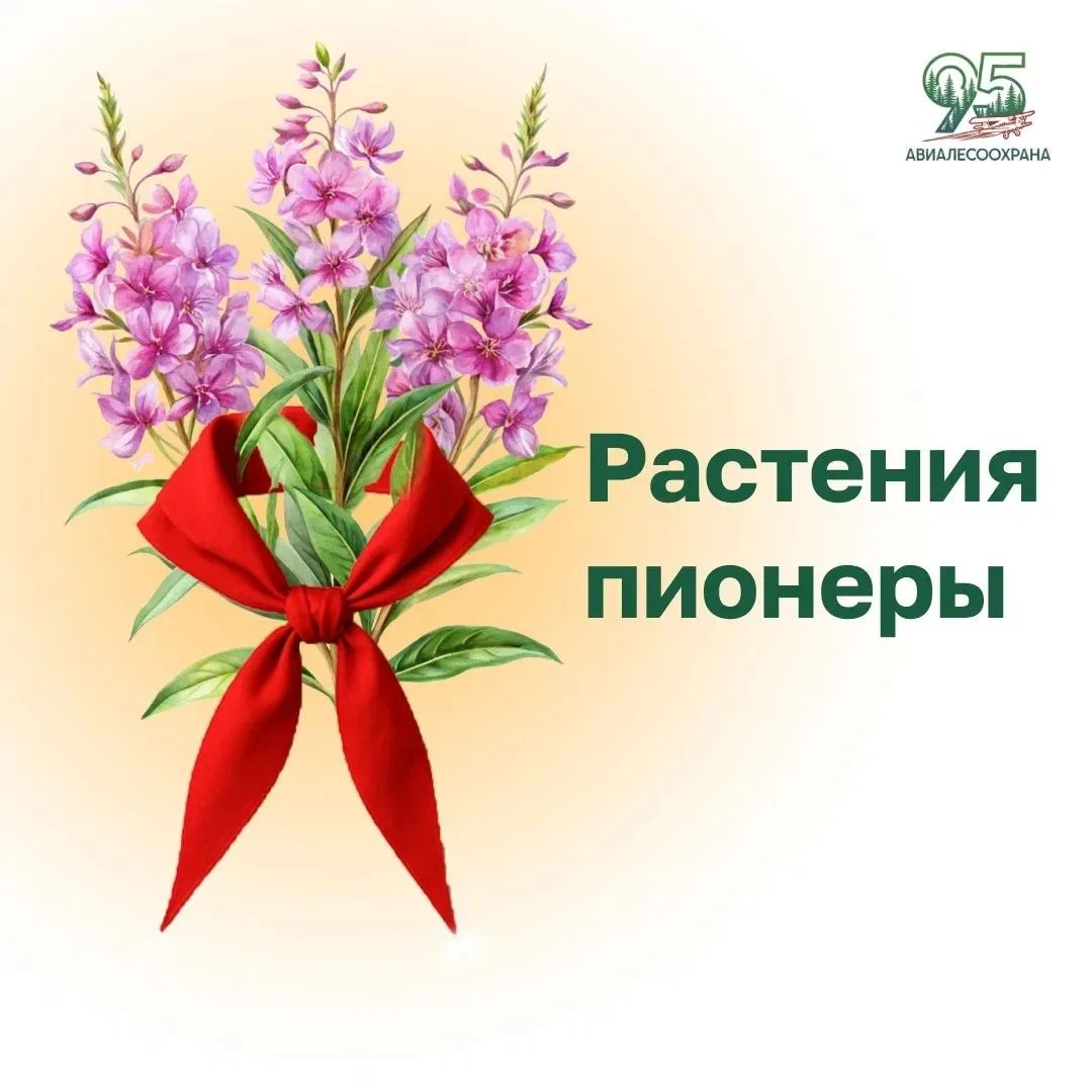 🌱 После лесного пожара земля кажется выжженной и безжизненной...