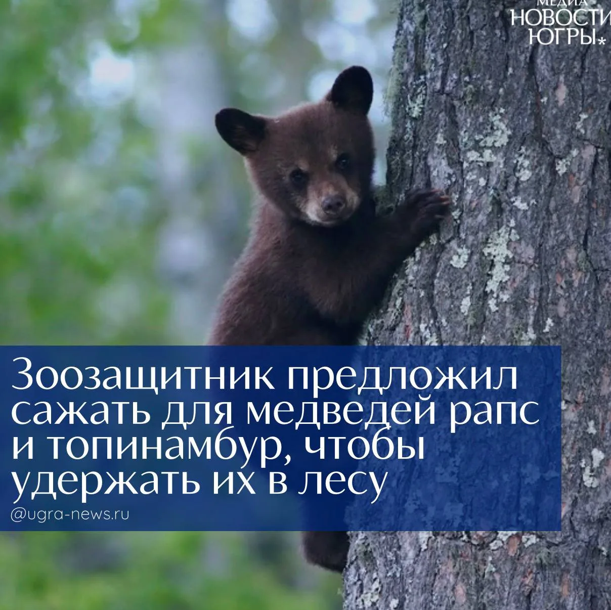 🐻 Зоозащитник предложил сажать для медведей рапс и топинамбур, чтобы удержать их в лесу