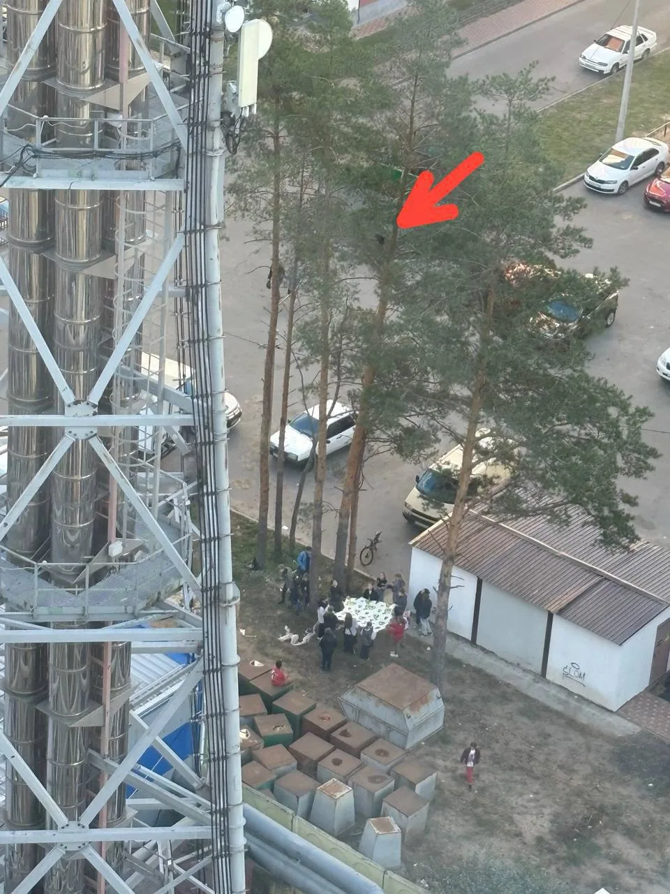 ⚡️В Боровом котёнок решил покорить дерево, но на вершине передумал
