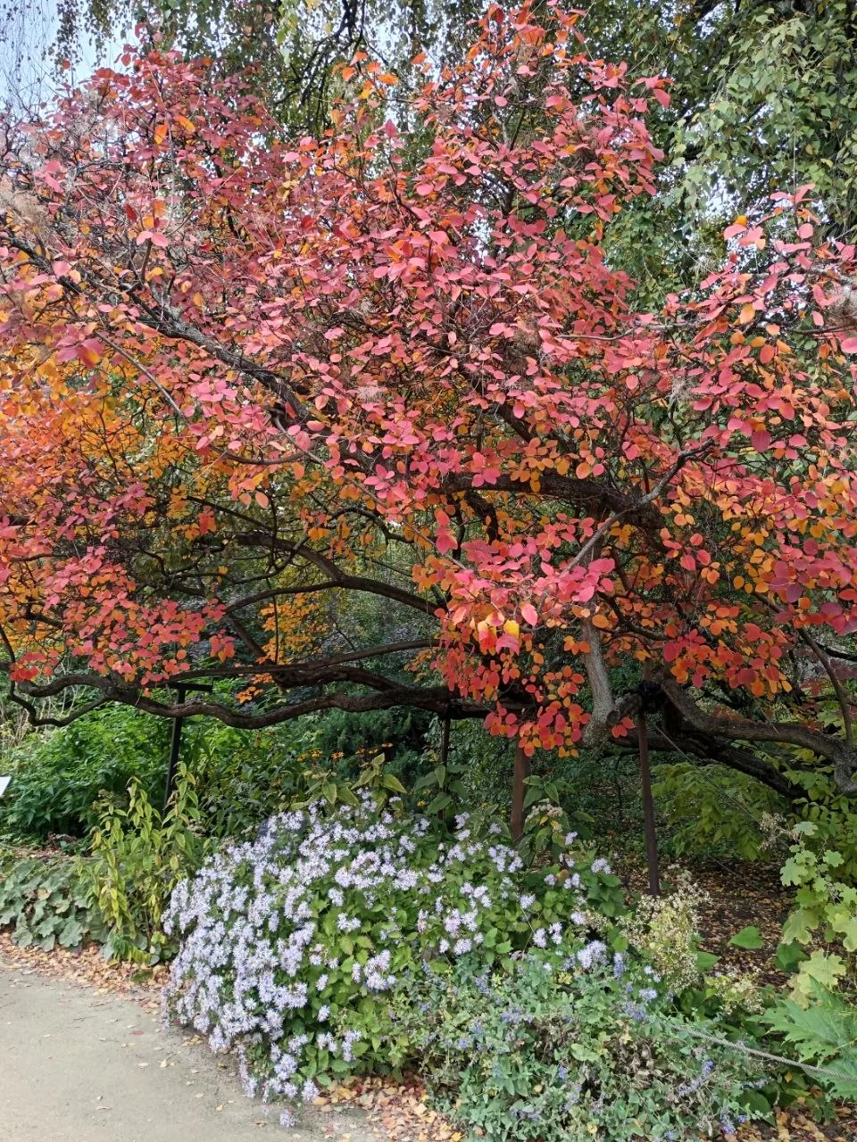 🍁Осень в Аптекарском огороде🍂