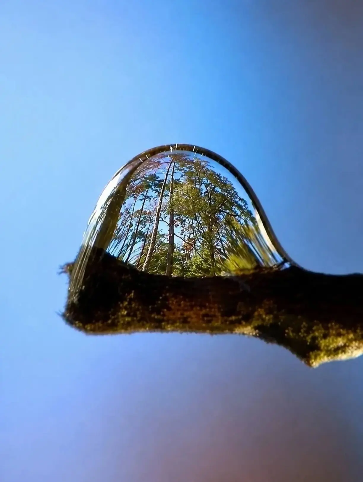 Так выглядит целый мир в одной капле, снятой на макрообъектив 🌳