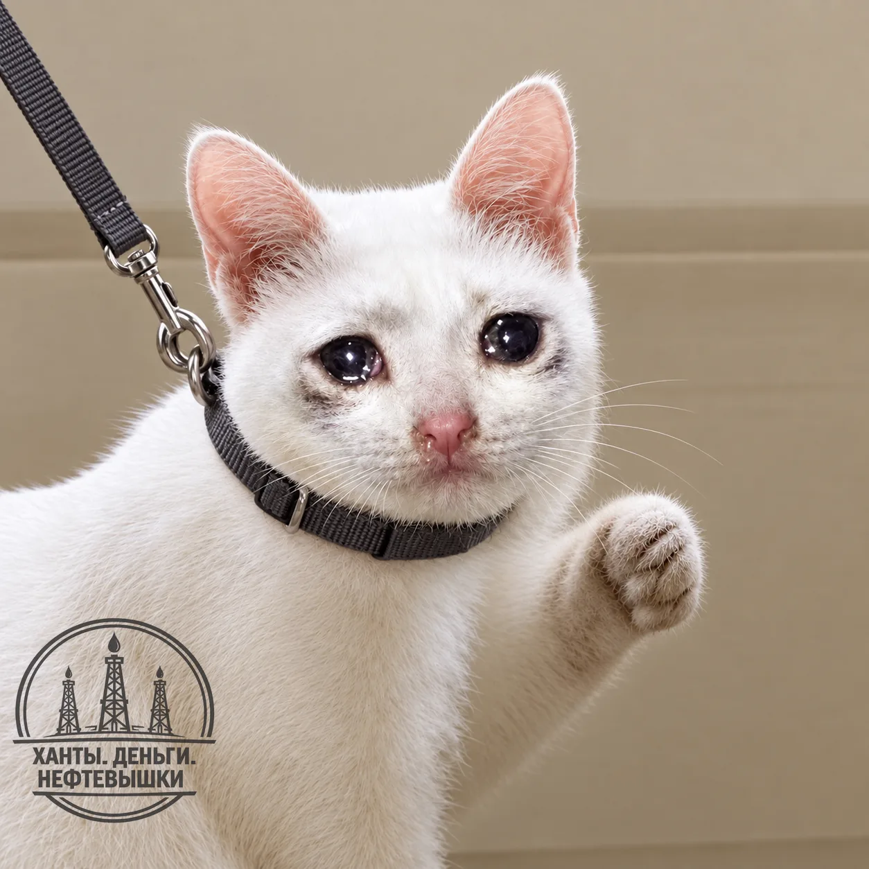 🐈 За самовыгул кошек жители ХМАО могут схлопотать штраф