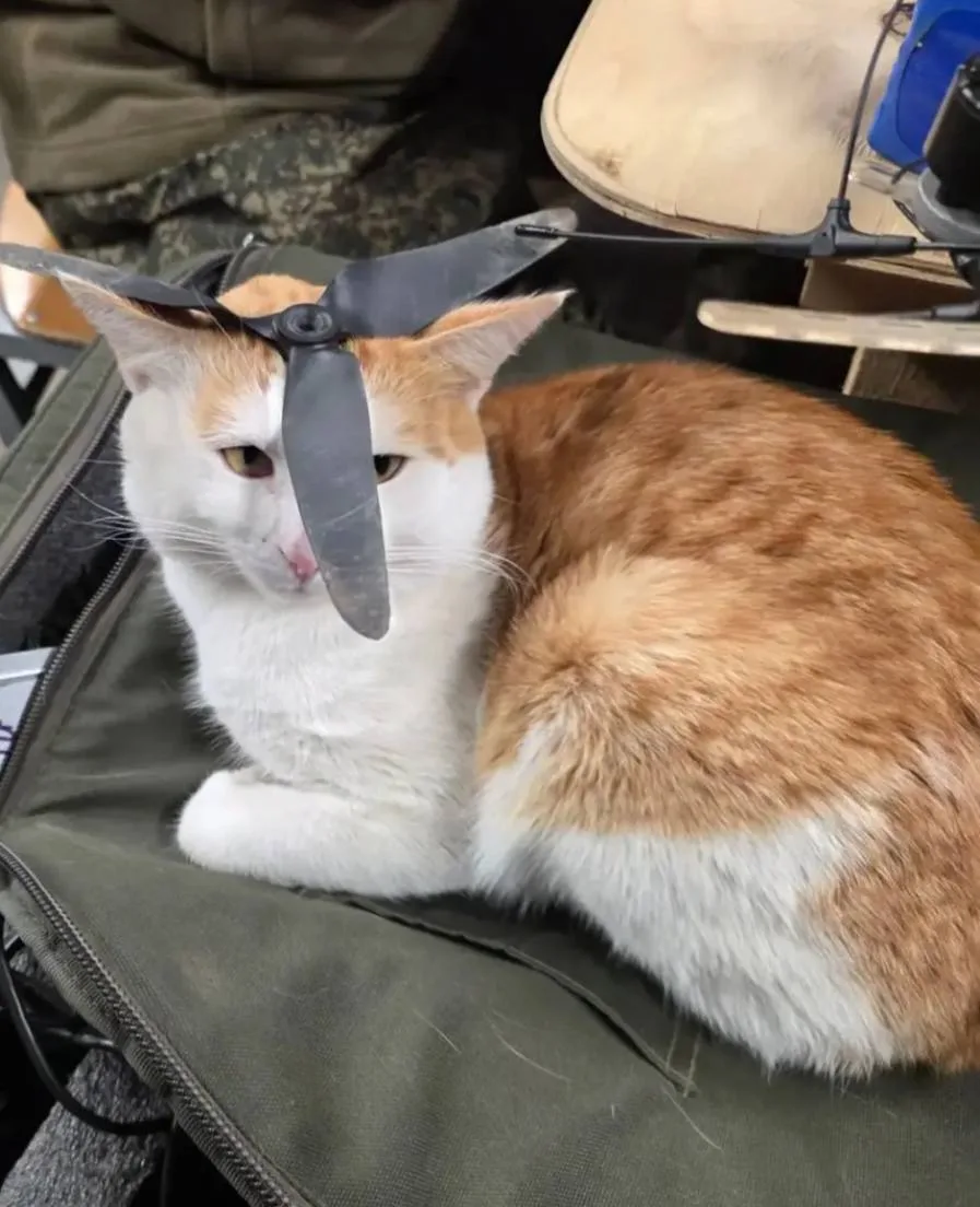 Давно у нас не было боевых котиков.