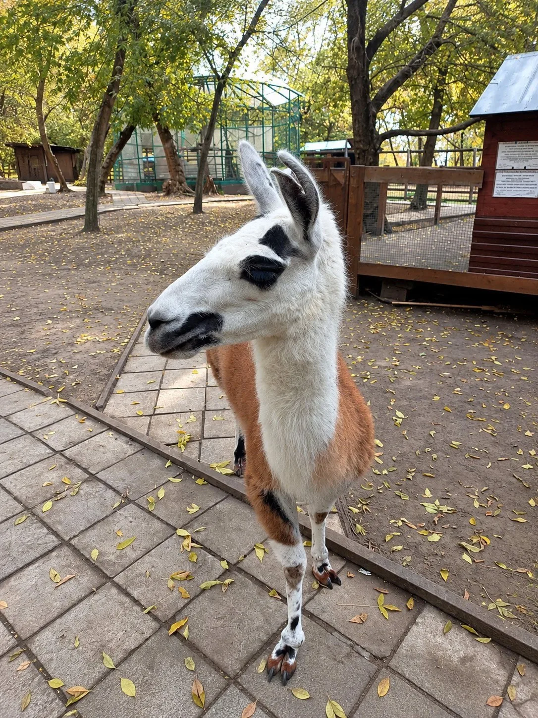 Бесплатный мини-зоопарк с ламами и оленями в Москве 🦙