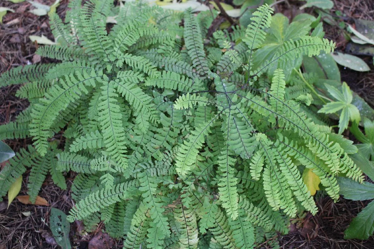 Это #адиантум стоповидный "Imbricatum".