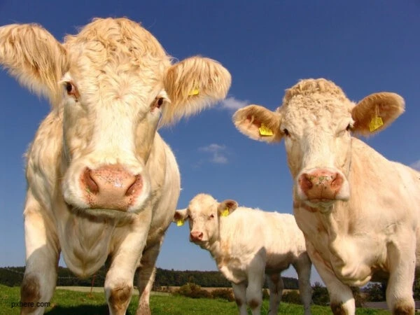 Калужские продукты — в магазинах Казахстана, Китая, Таджикистана, Беларуси и Узбекистана