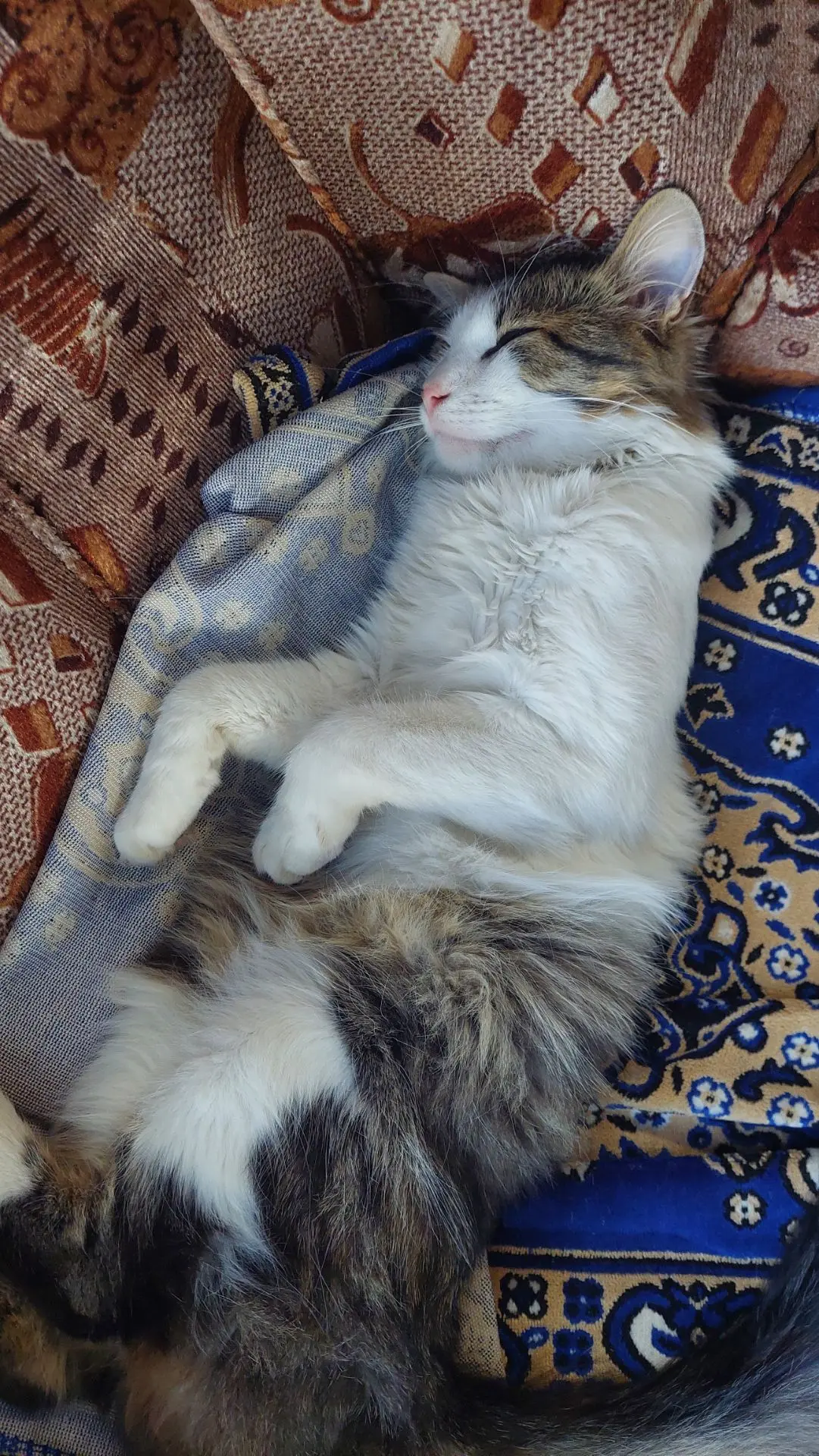 Мирно спящий котоЗайчик, невозможно не заснять 😍