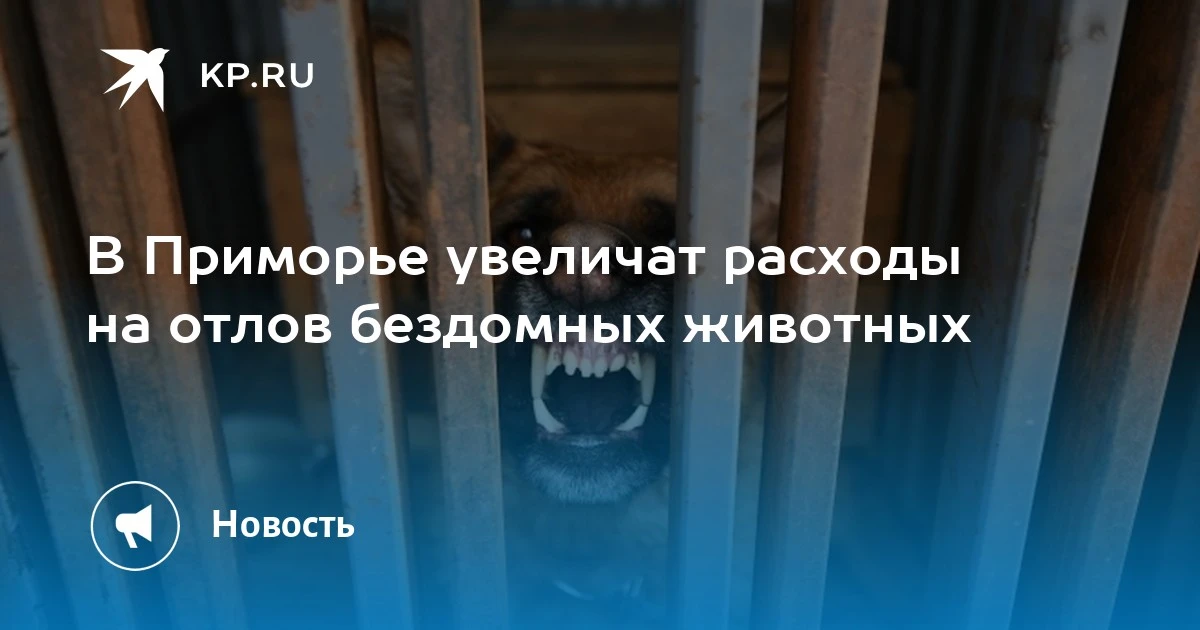В Приморье увеличат финансирование отлова бездомных животных