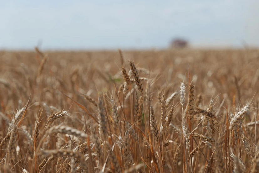 🌾 Саратовские производители зерна могут получить господдержку