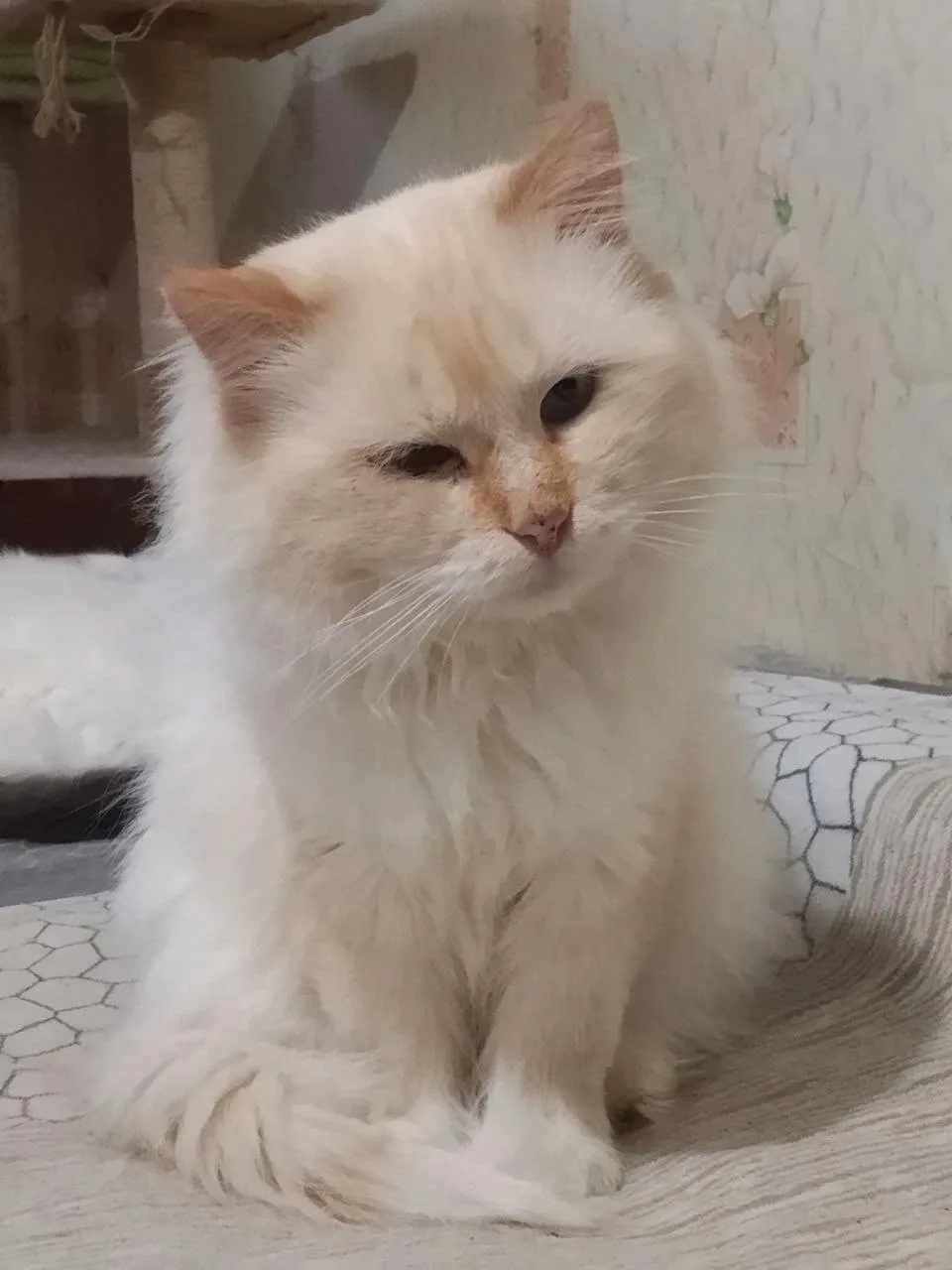 СРОЧНО НУЖЕН ДОМ!!!
