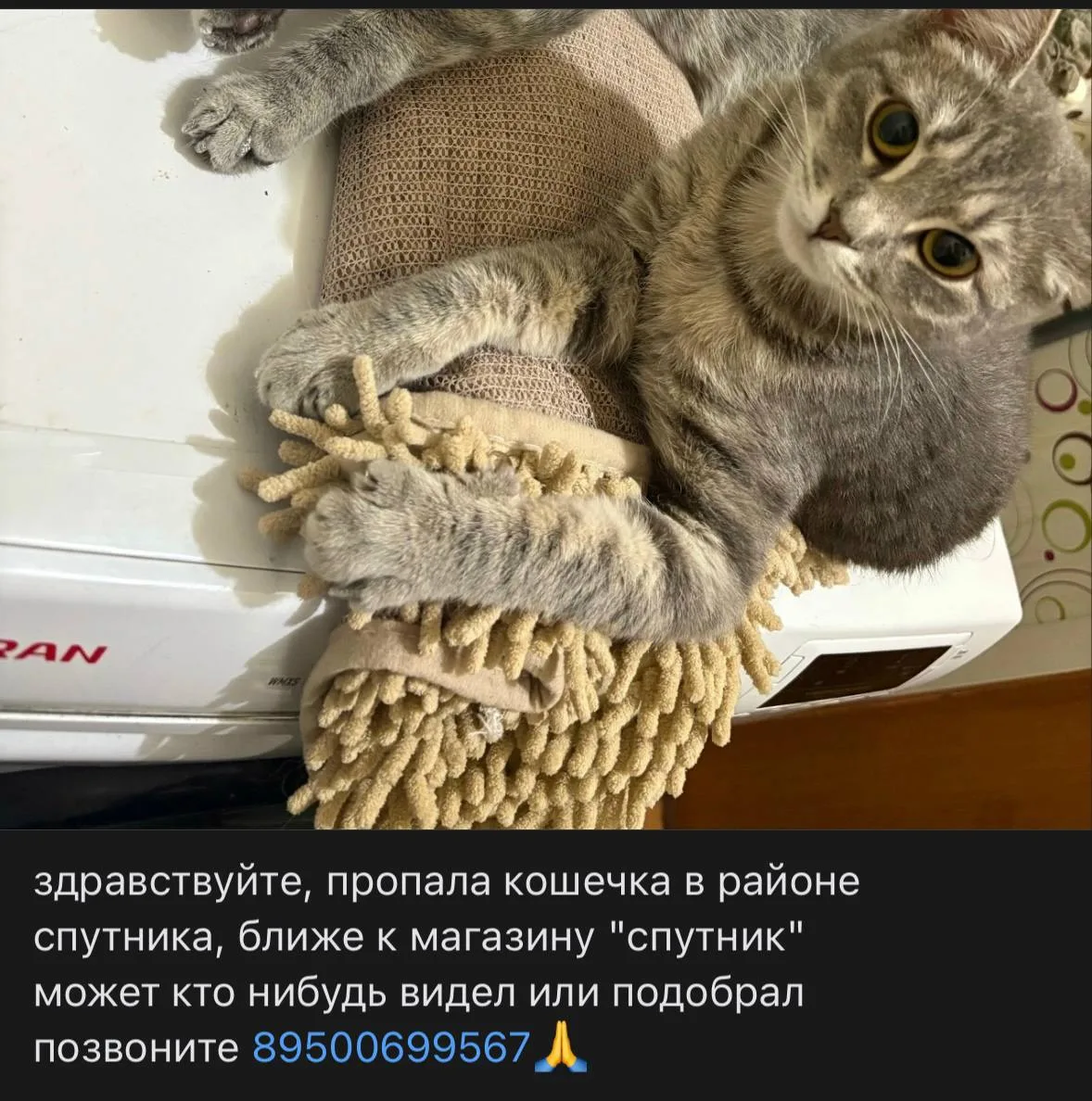 ПОТЕРЯЛАСЬ КОШЕЧКА