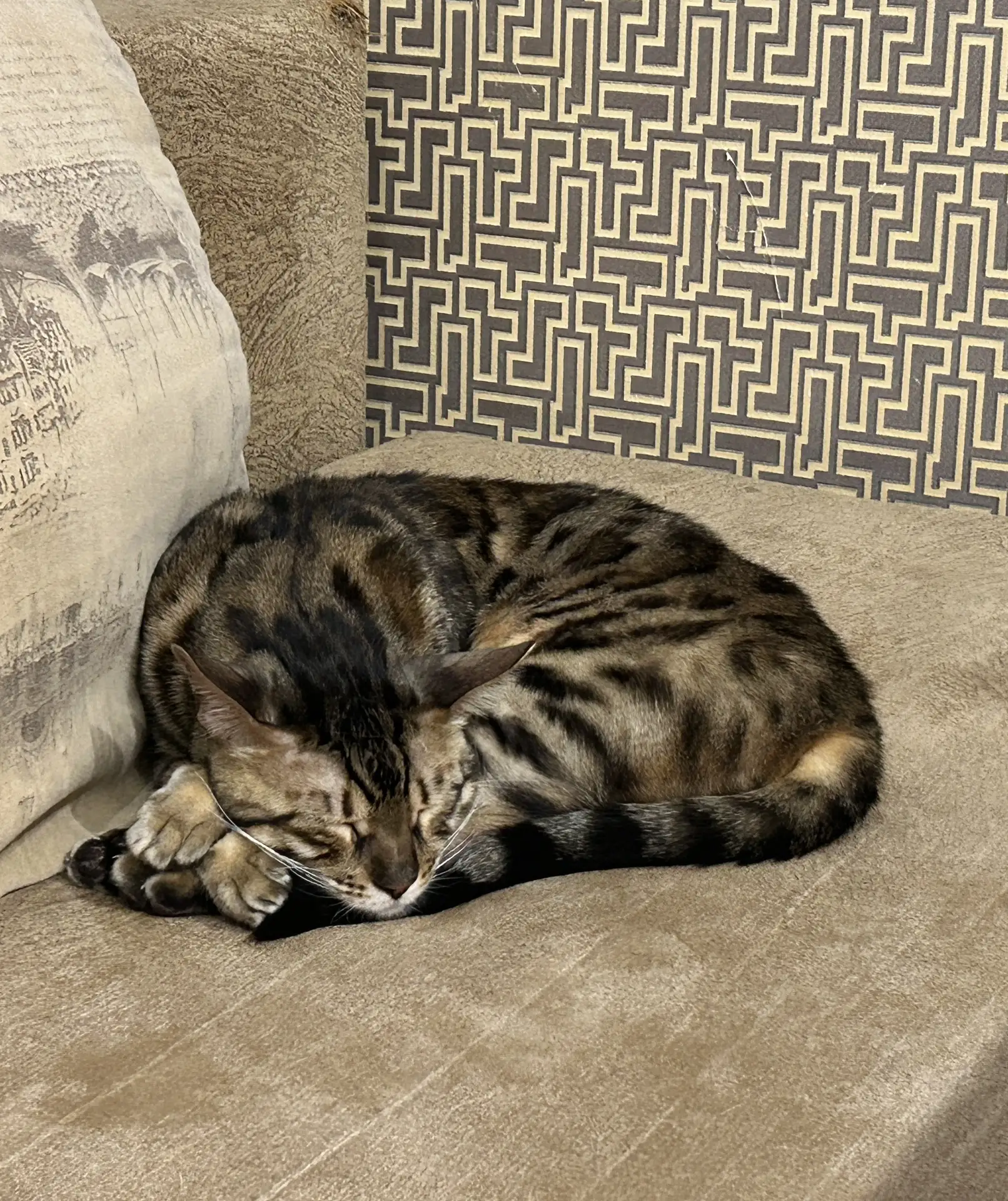 🌙 Добрых снов всем орловцам желает Леонардо 🐈