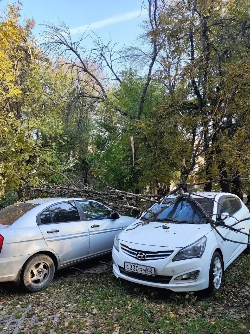 На Октябрьской упавшее дерево повредило несколько машин. Местные жители говорят, что вд...