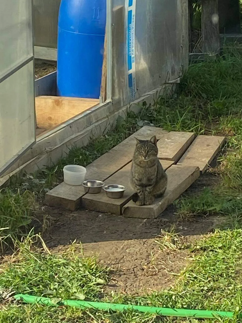 🐾 СРОЧНО!