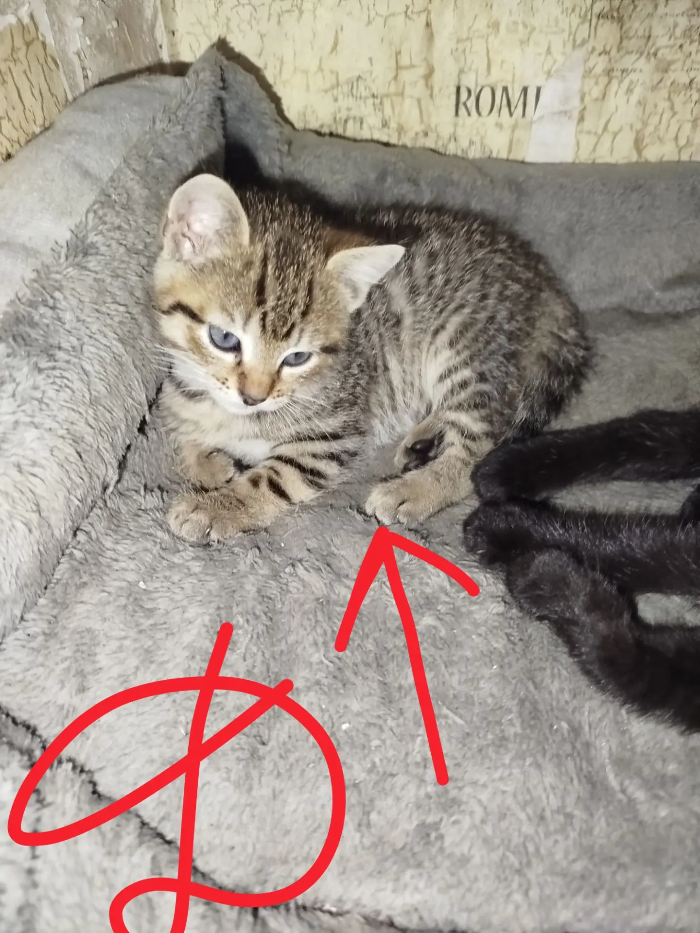 Отдам котят в добрые руки!!! 1 девочка и 2 мальчика,у всех голубые глазки,активные,любя...
