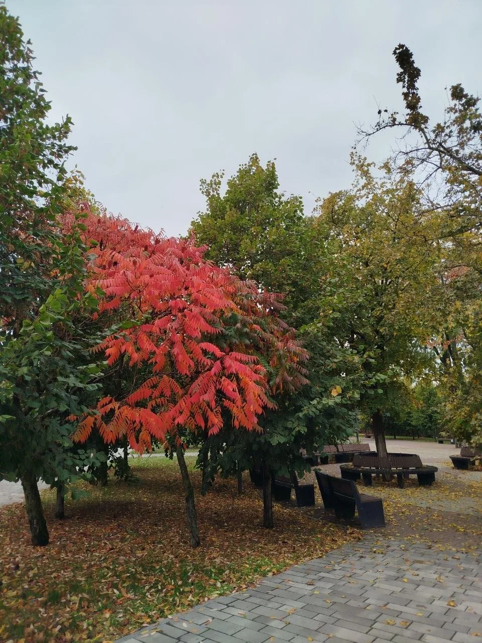 Разноцветный октябрь🍂🎃🍄🍂