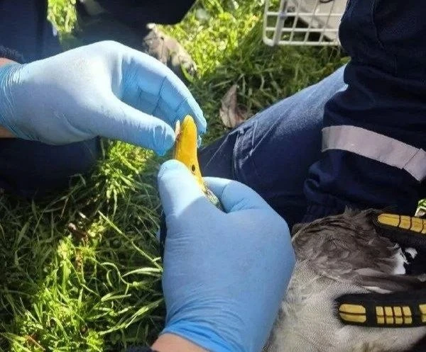 ⚠️ Спасатели освободили селезня от крючка и лески