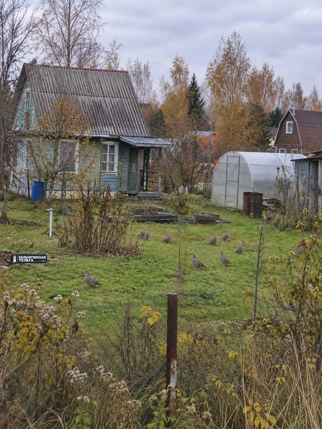 А у нас в огородах куропатки пасутся, по участкам целая стая бегает.