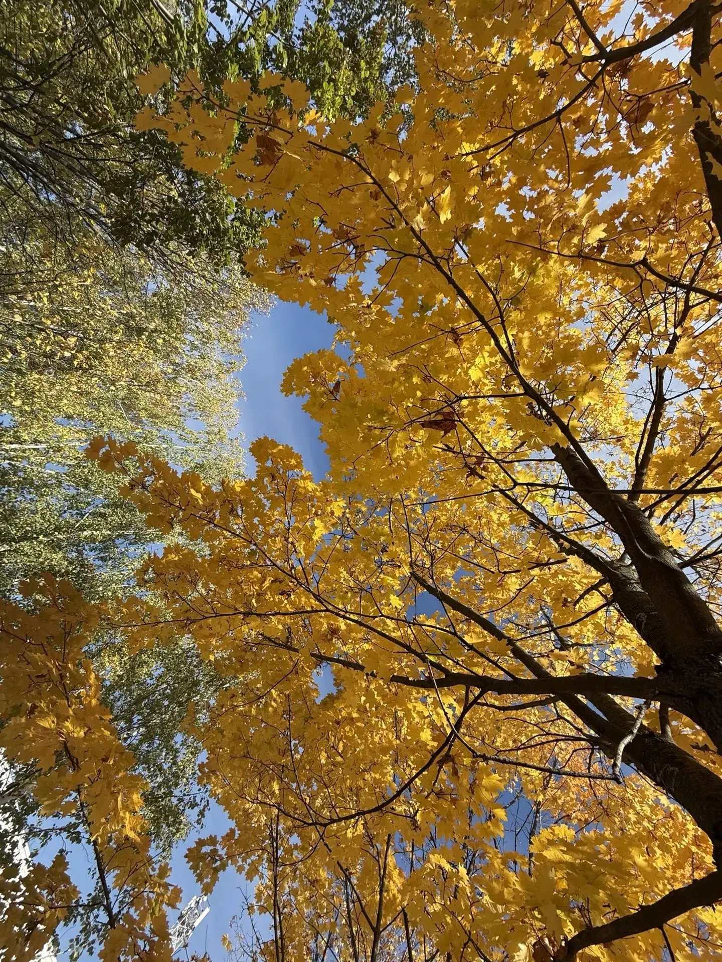 Золотая осень в Липецке😍🍁