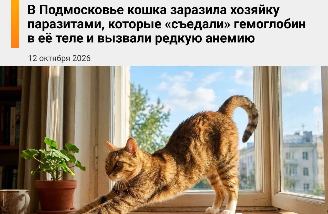 Сама люблю животных, но то что сейчас люди носятся с животнами больше, чем с детьми. Эт...