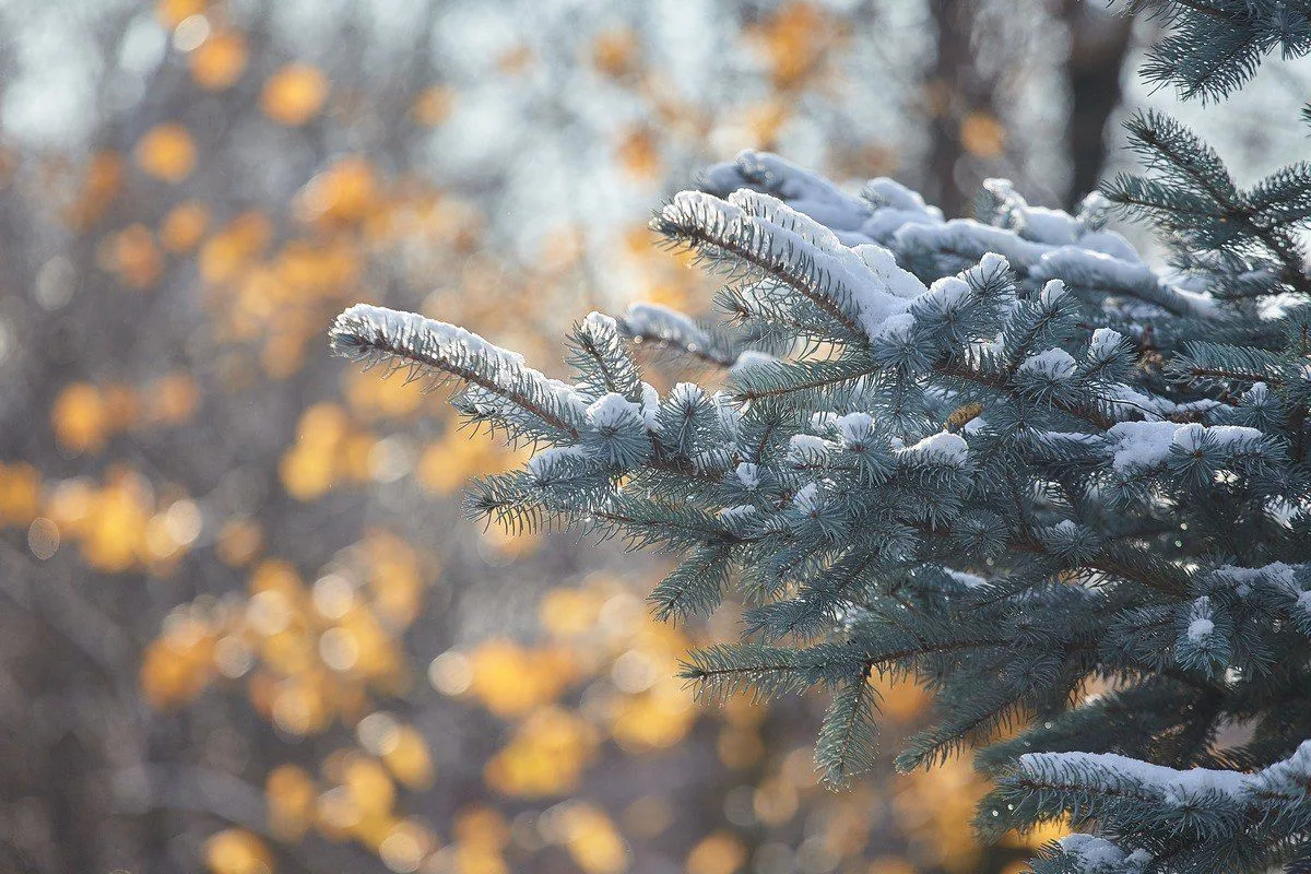 ❄️Воздушные массы из Арктики принесут снег