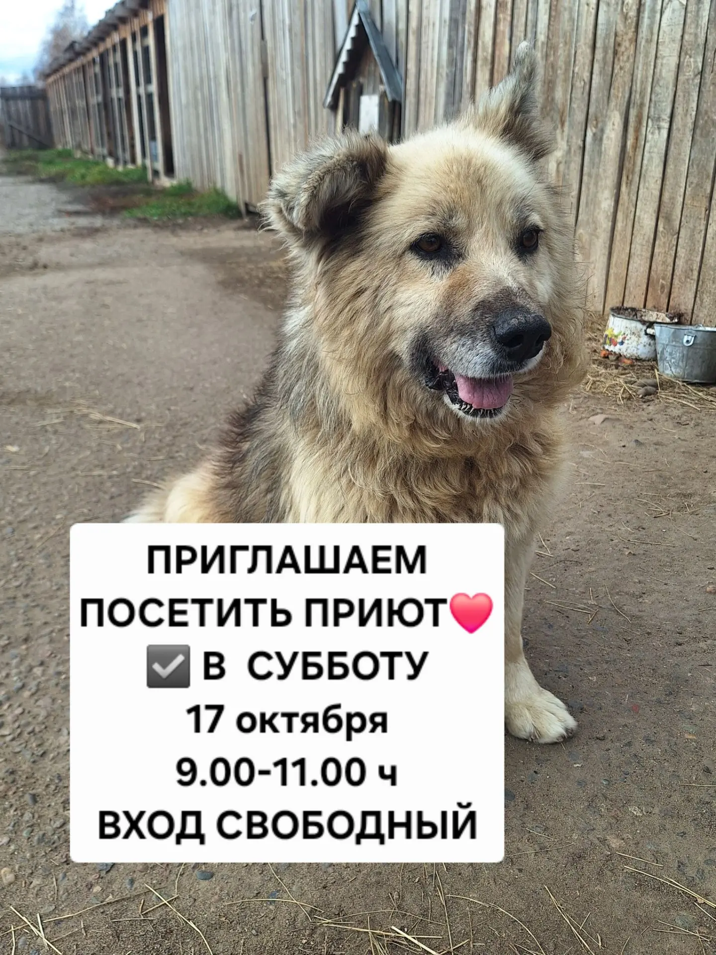 🐾 Приглашаем в приют — 17 октября с 9:00 до 11:00! 🐶✨