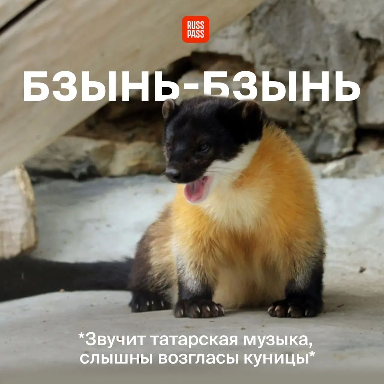 🐱 Дежурное напоминание от нас: Казанский зооботанический сад — один из старейших в Евр...