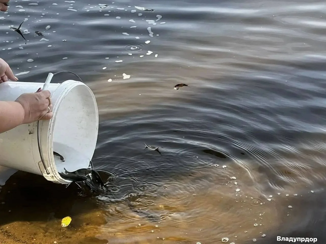🐠 439 штук молоди сазана выпустили в Клязьму