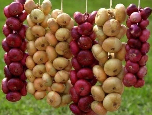 🌱 4 совета, чтобы лук радовал урожаем каждый год