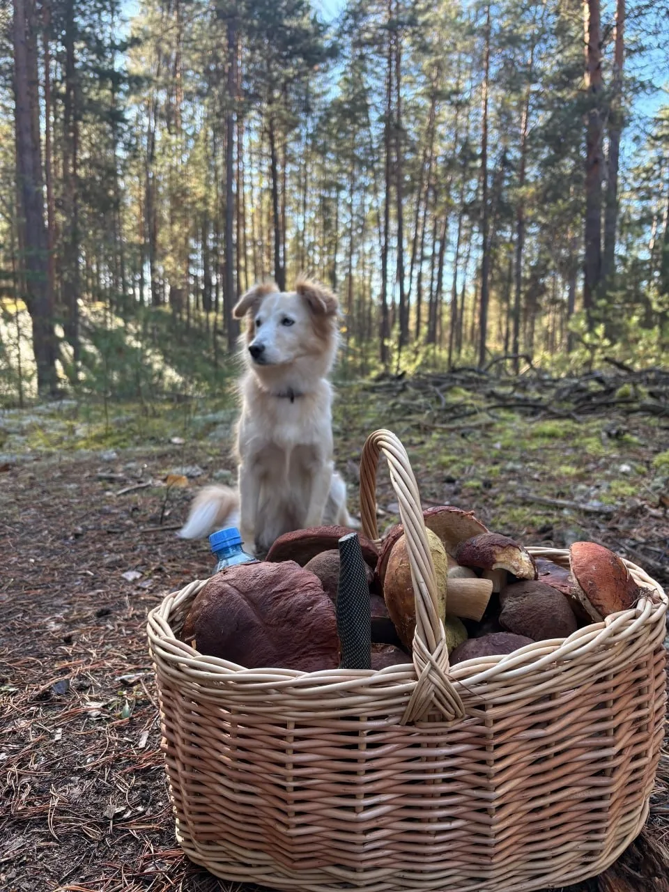 🍄 Пермяки продолжают ходить за белыми грибами, несмотря на заморозки. Алена Юркина, на...