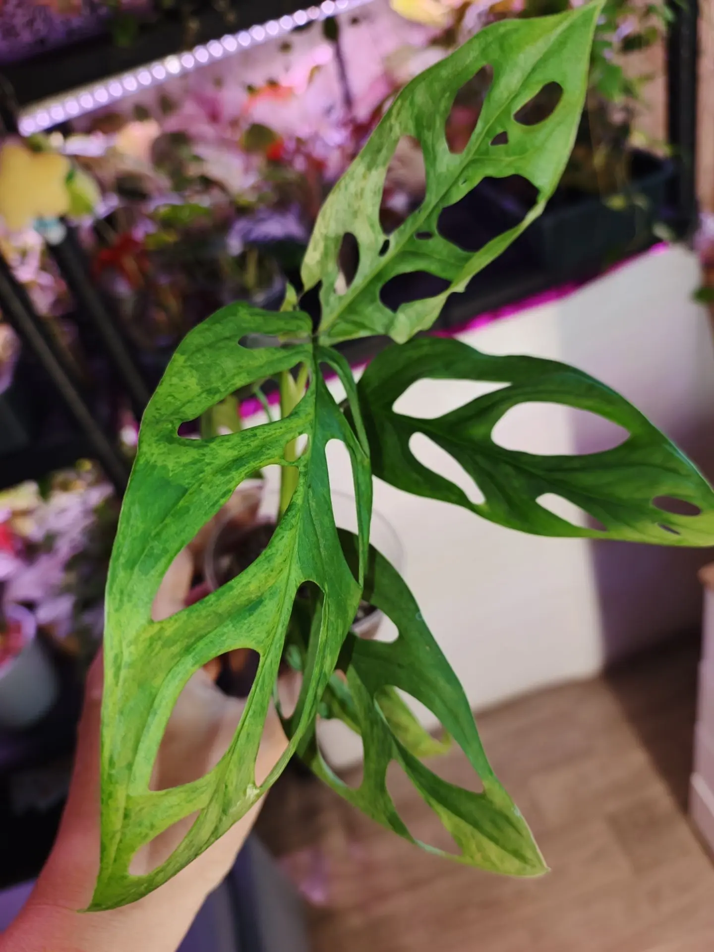 Монстера индо минт 400🌿