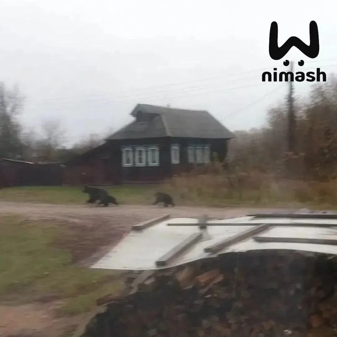 Медведица показала всему селу Великовскому в Лысковском районе каких хорошеньких медвеж...