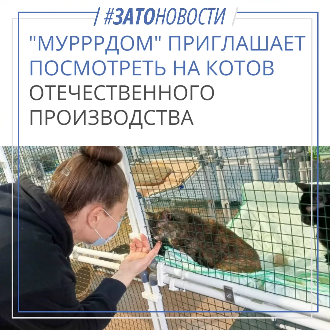 Наш любимый приют "Мурррдом" пишет: нет импортозамещению — только местные, проверенные ...