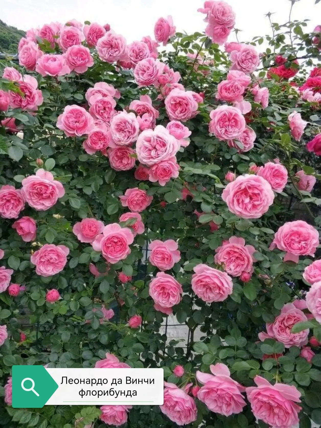 🌸 Эти розы не плетистые, а флорибунды. Но фокус в том, что они отлично работают в каче...