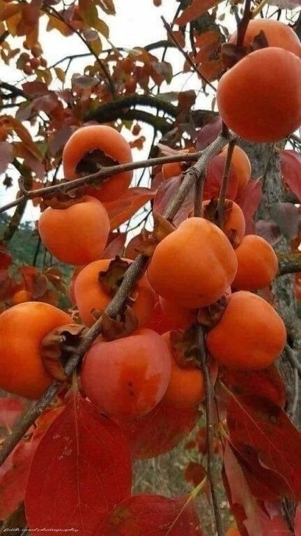 🍫 Хурма, которую называют «шоколадной вишней»