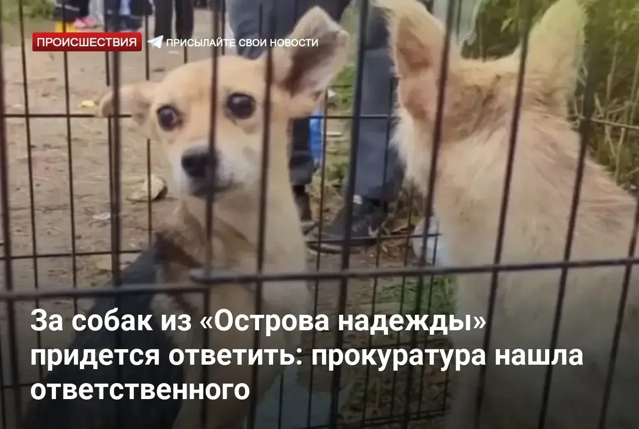 За собак из «Острова надежды» придется ответить: прокуратура нашла ответственного