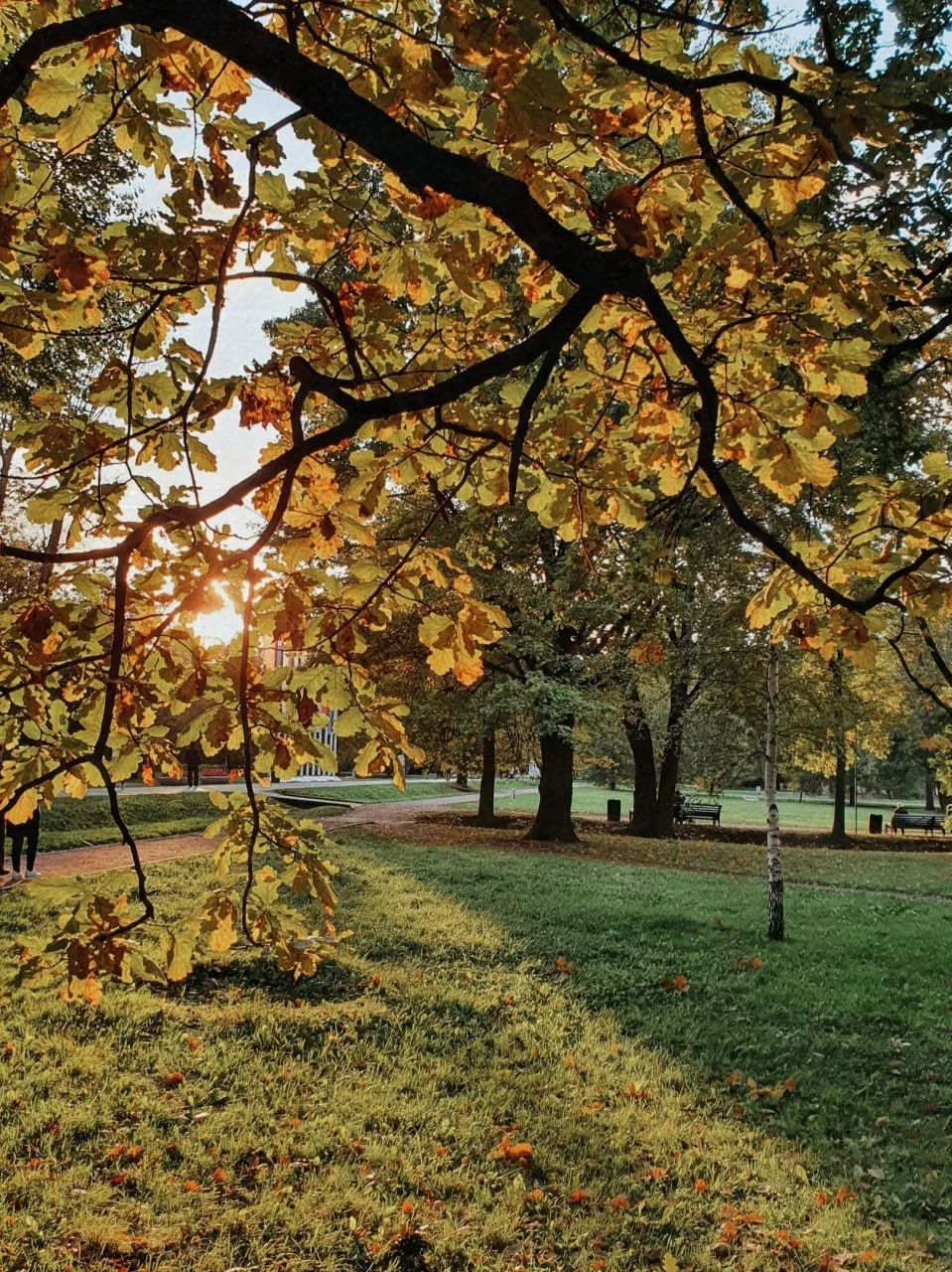 🍂 Усадьба с вековыми дубами и красивыми прудами в Москве