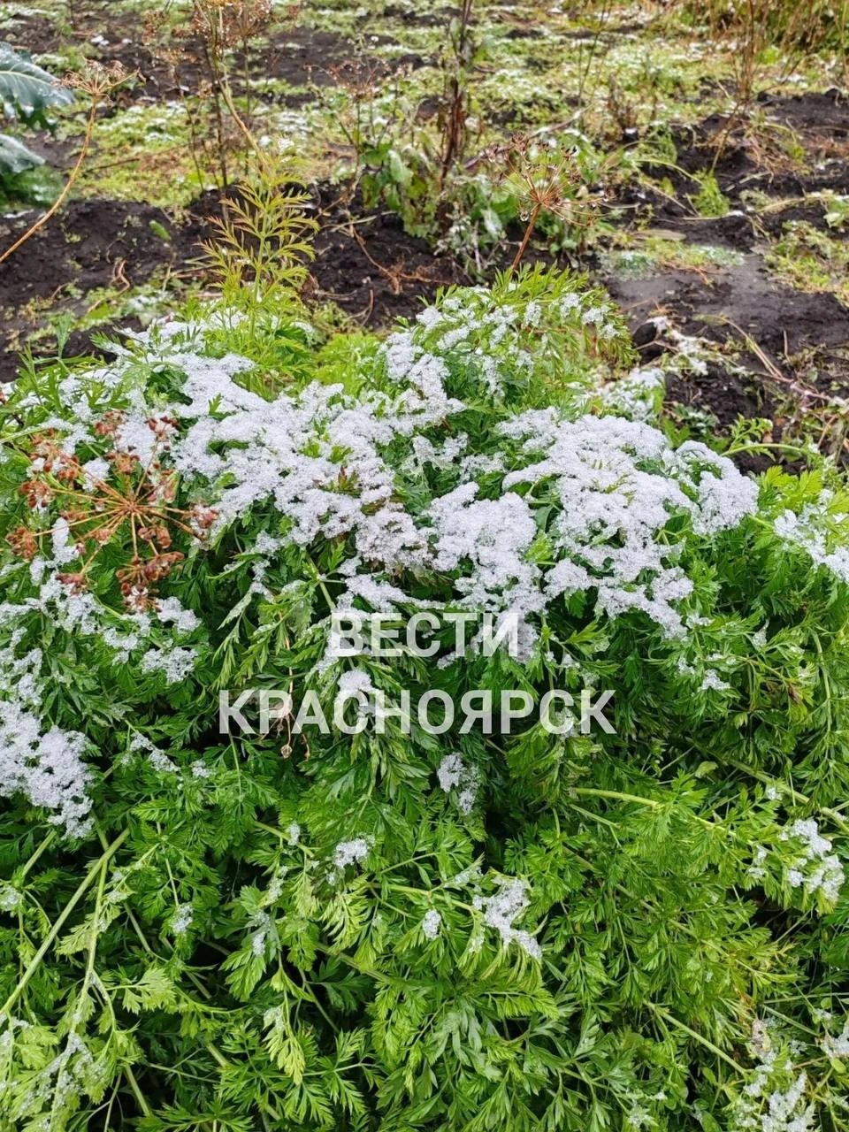 Снег выпал в деревне Николаевка Балахтинско-Новосёловского округа ❄️