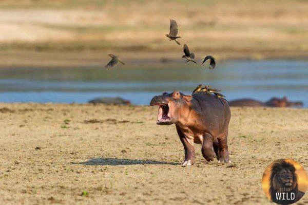 😁 🦛 История о том, как маленький бегемот испугался ещё более маленьких птичек.