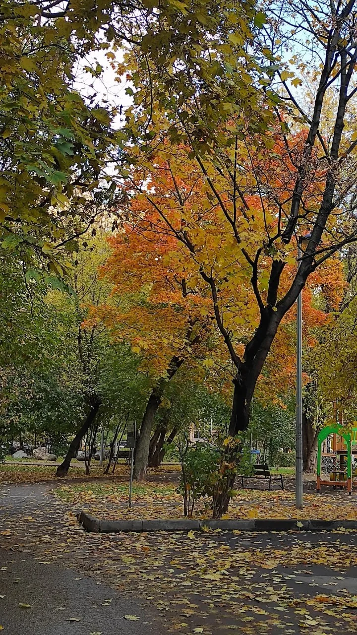 🍂Новый день и новые осенние зарисовки Алексеевского😍