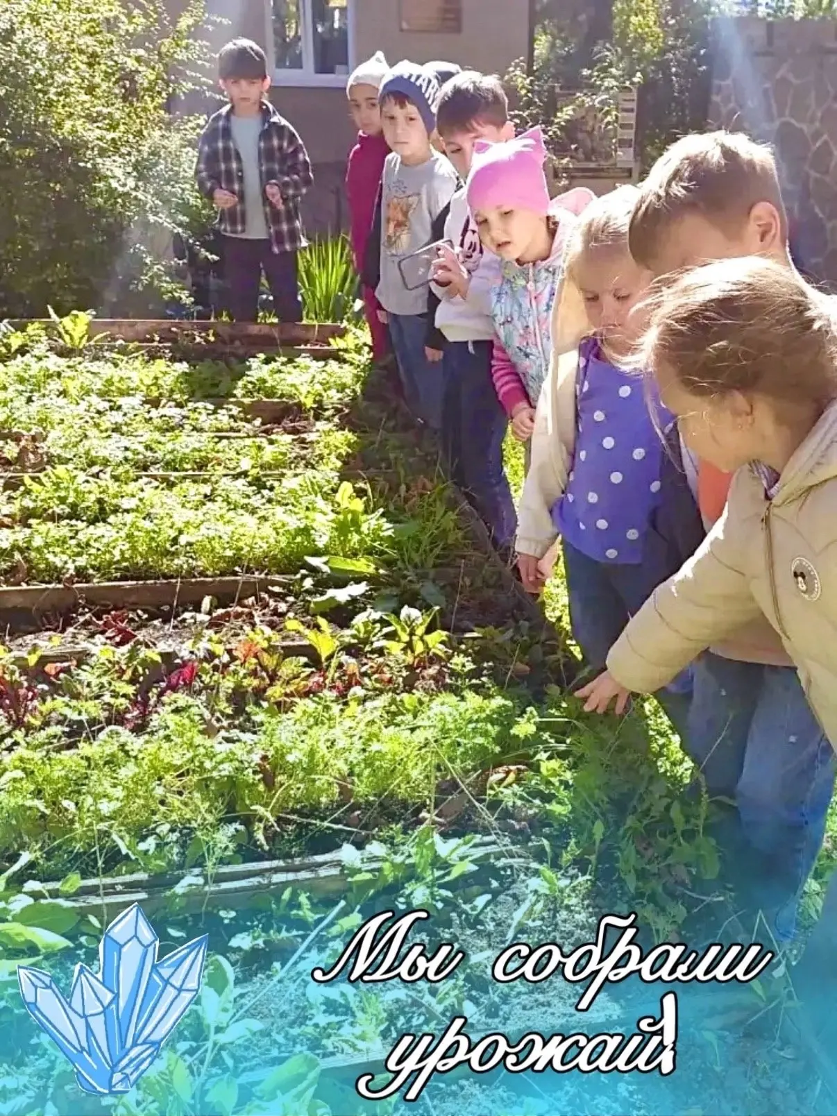 Юные аграрии собрали урожай свеклы и моркови! 🫜 🥕