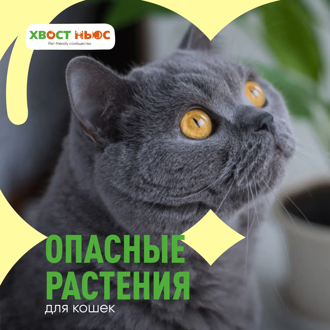 Красивый букет может быть опаснее, чем кажется! Особенно если дома живёт кошка.
